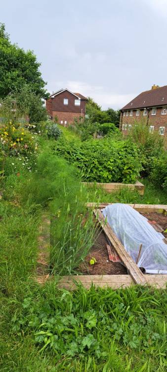 Two Tree Community Garden, Tavistock Down, Hollingdean is for everyone, June 2024