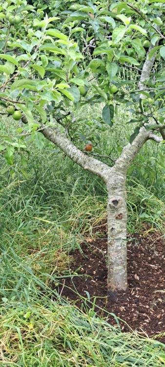 Growing Hollingdean Tree Guardians mulching at the community orchard. Also seen weeding on Brentwood Road in June 2024