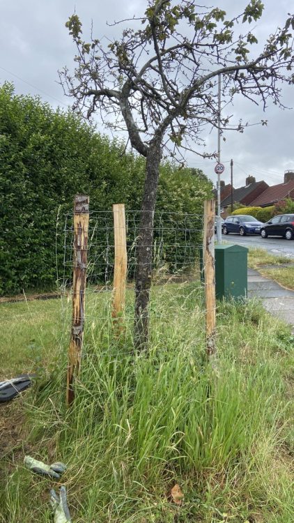 Tree Guardians on Davey Drive in July 2024, mulching the Hawthorn (Crataegus monogyna)