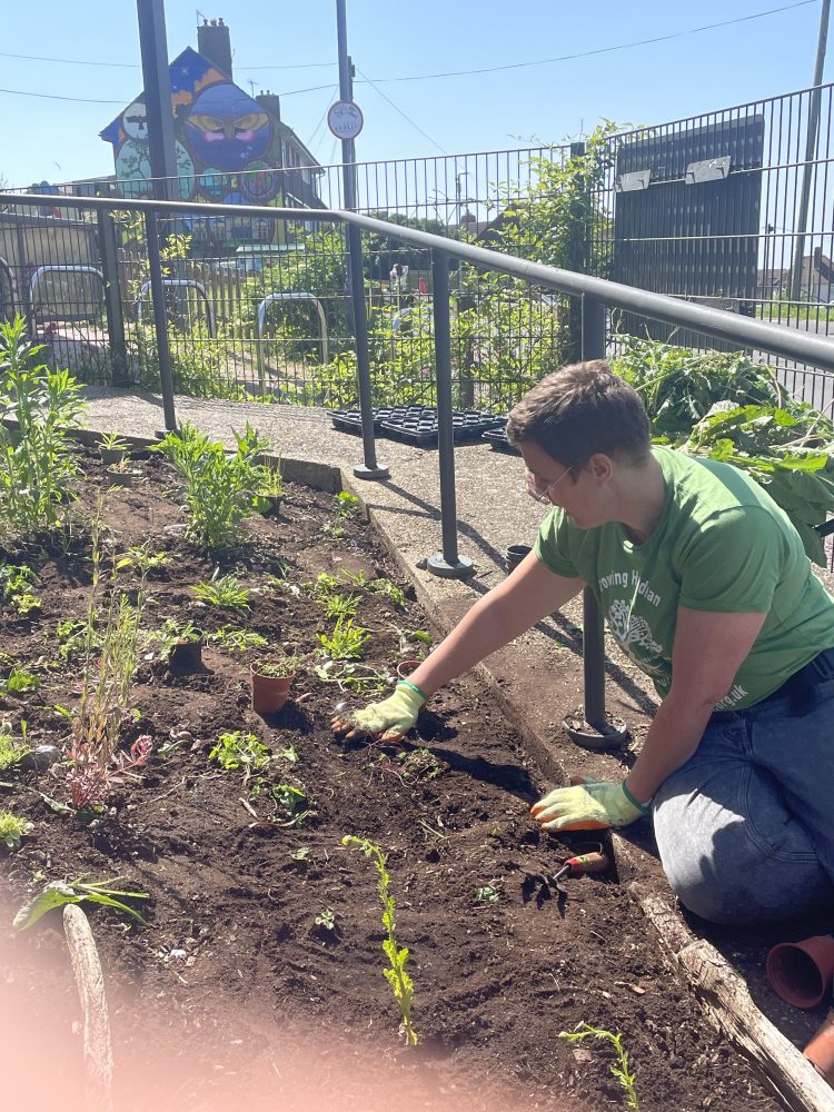 Our volunteers planted wild flowers at the Hollingdean Family Hub, June 2024