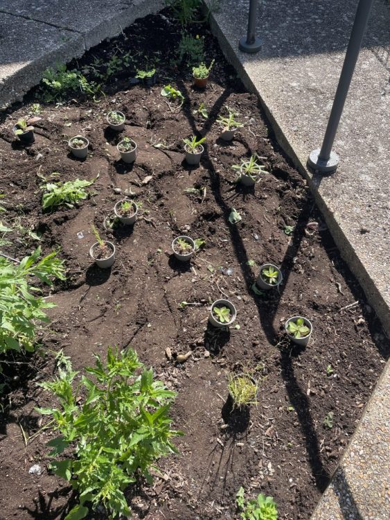 Our volunteers planted wild flowers at the Hollingdean Family Hub, June 2024