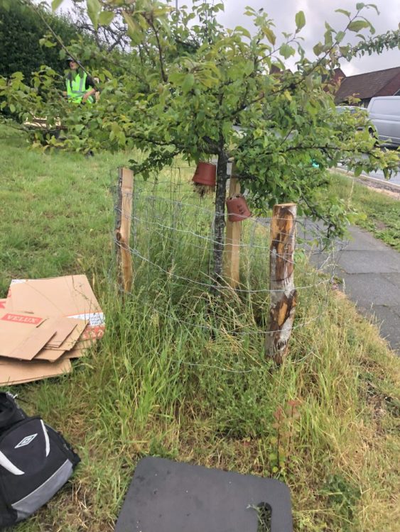 Tree Guardians on Davey Drive in July 2024, Mirabelle Plum Tree