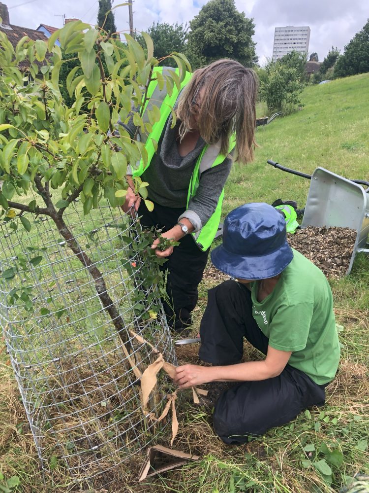 Tree Guardians on Davey Drive in July 2024, mulching the Pear Tree 20 & 21