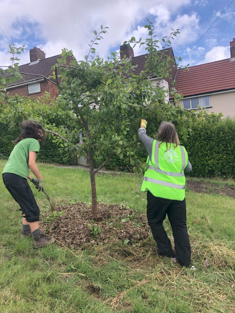 Tree Guardians on Davey Drive in July 2024, mulching the Pear Tree 20 & 21