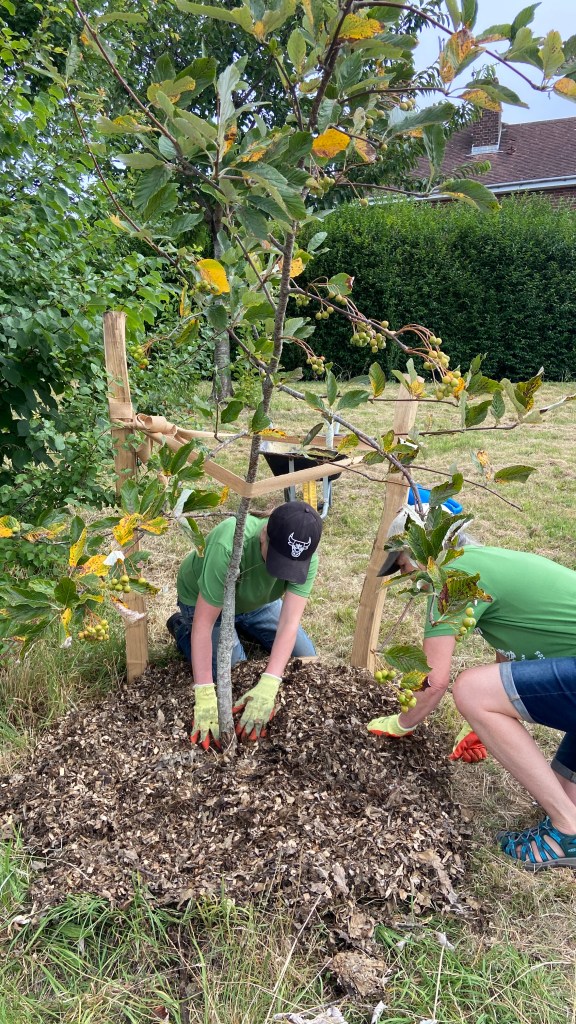 Tree Guardians on Davey Drive this Summer, On Sunday 4th August 2024 volunteers helped tree no. 23 & 15