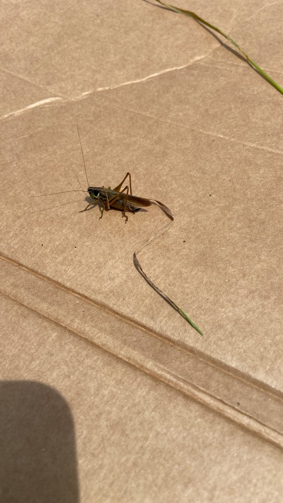Tree Guardians on Davey Drive this Summer, On Sunday 4th August 2024 volunteers helped tree no. 23 & 15