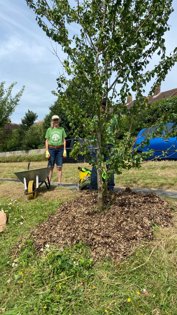 Tree Guardians on Davey Drive this Summer, On Sunday 4th August 2024 volunteers helped tree no. 23 & 15
