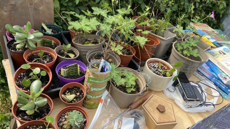 Growing Hollingdean Street Fair 18 August 2024, car less boot sale