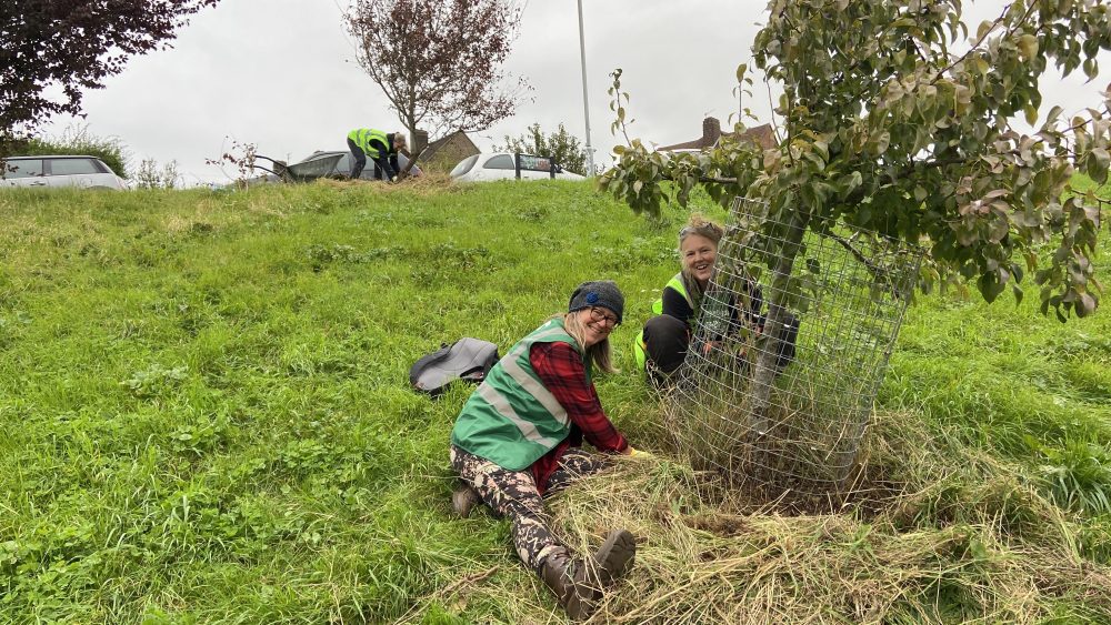 Tree Guardian volunteers seen on Davey Drive and Southmount green mulching and pruning the Hollingdean fruit tree, 6 October 2024