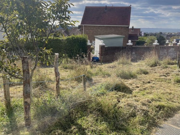 Mountfields Wildflower Meadow Meet Up & Tidy, Monday, 7th October 2024, from 3-5pm