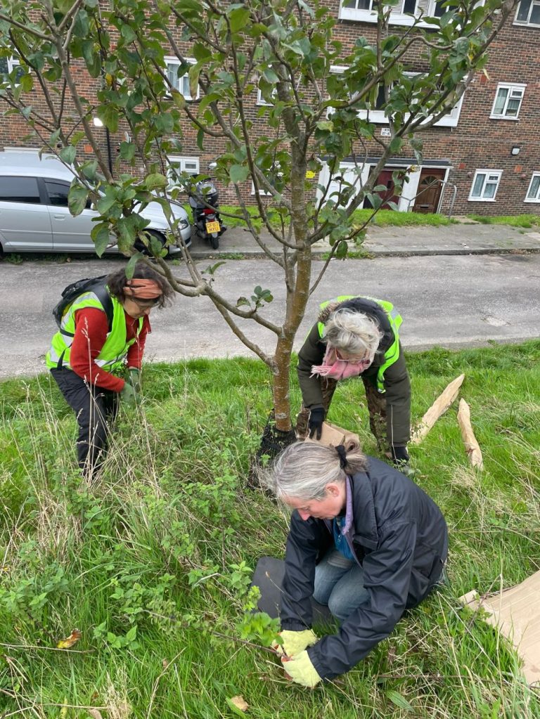 What Tree Guardian Volunteers did on 3rd November 2024, Hollingdean