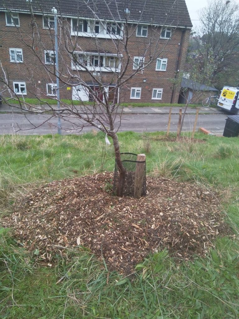 What Tree Guardian Volunteers did on 3rd November 2024, Hollingdean