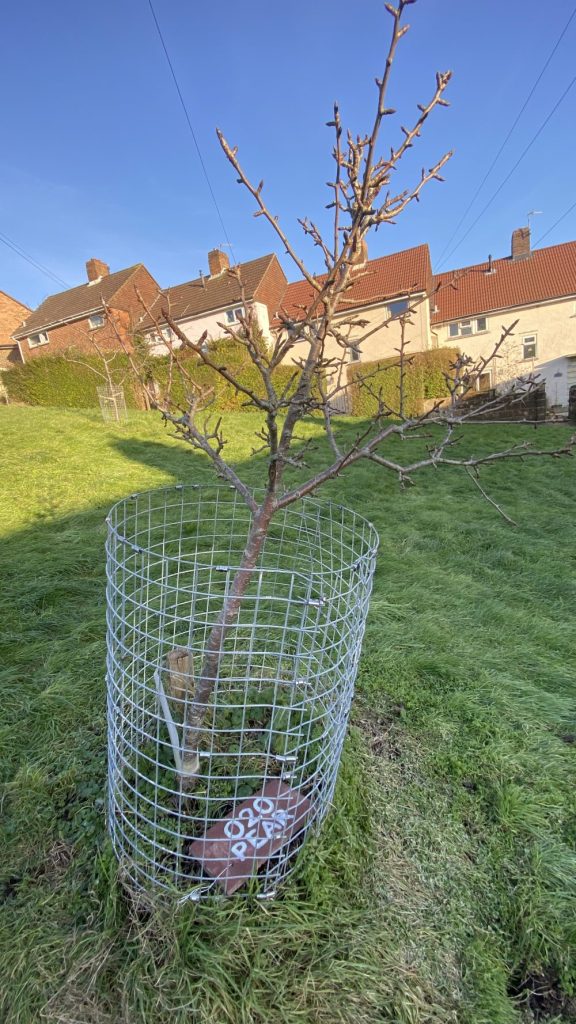 Growing Hollingdean Fruit & Nut Tree Name Labels 2025