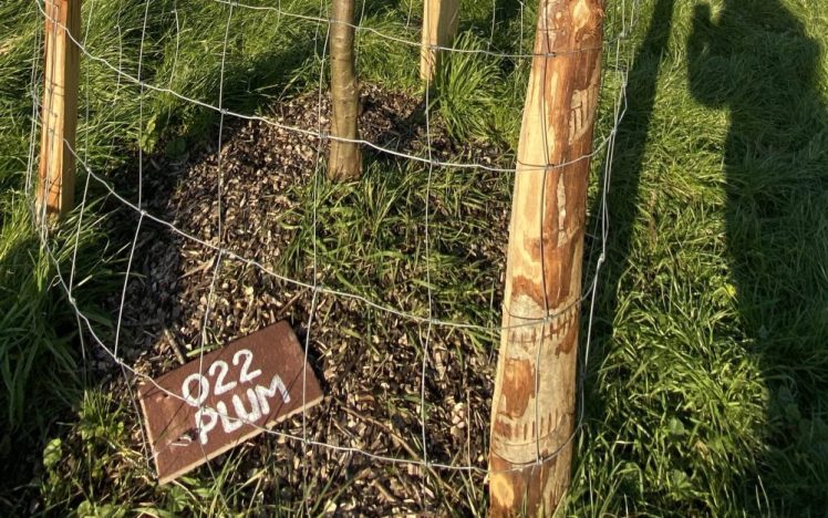 Growing Hollingdean Fruit & Nut Tree Name Labels 2025