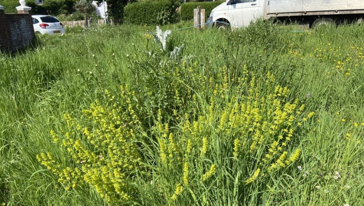 Wildflowers in Hollingdean, May 2024