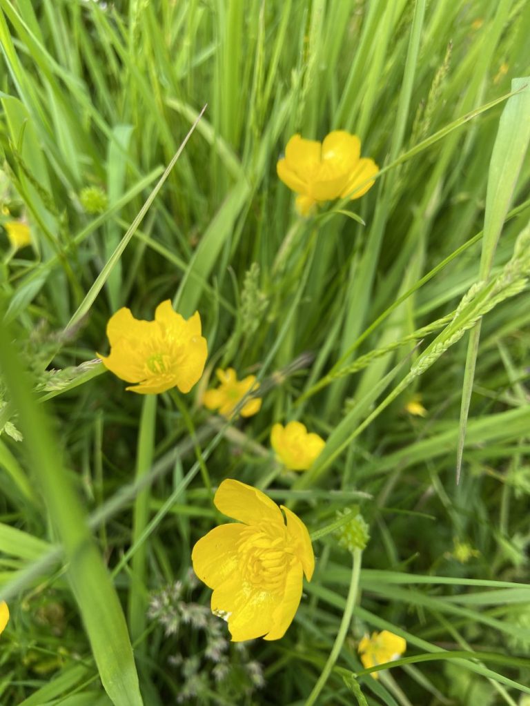 Wildflowers in Hollingdean, May 2024