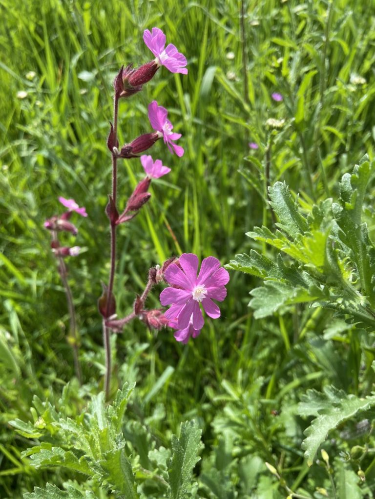Wildflowers in Hollingdean, May 2024