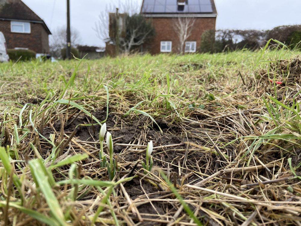 Look out for the tiny snowdrops at Mountfields wild flower verge 2025