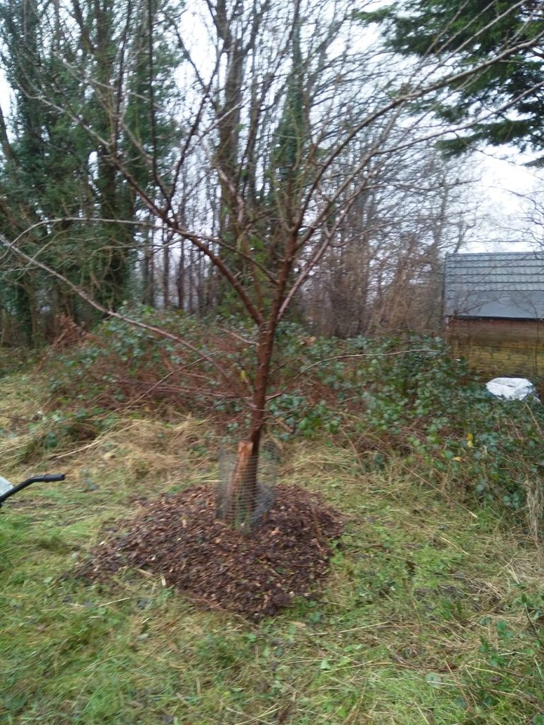 Volunteer Tree Guardians at Dryads Community Orchard Hollingdean, 5th January 2025