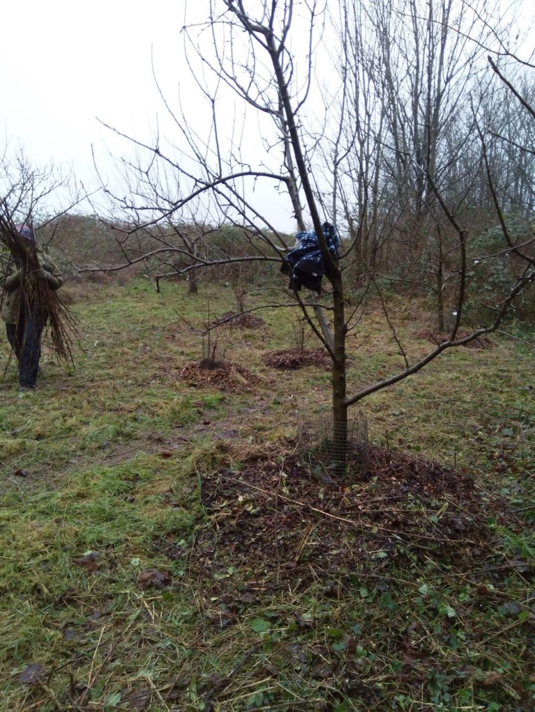 Volunteer Tree Guardians at Dryads Community Orchard Hollingdean, 5th January 2025