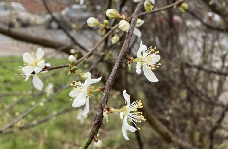 Cherry Plum Blossom in Hollingdean Brighton, February 2025