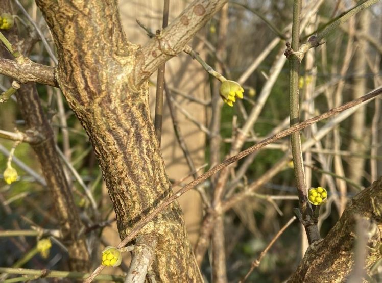 Blossom to look out for during February in Hollingdean