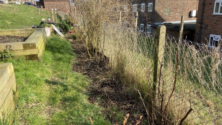 Two Tree Community Garden, Hollingdean, Brighton 2025