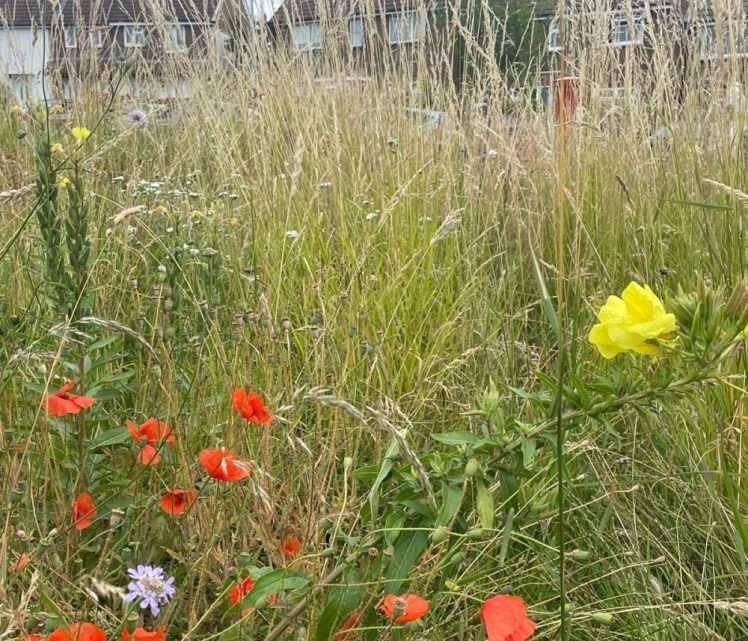 Join us for a Wildflower Planting Day on Good Friday, 18 April 2025