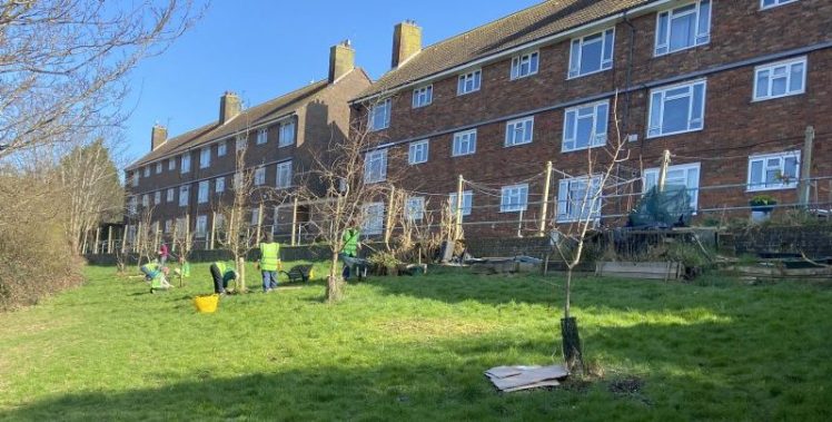 Growing Hollingdean volunteer gardeners weeded and mulched trees on Sunday 2nd March 2025