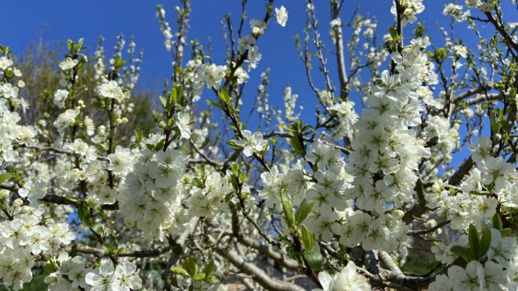 Join us for a Wildflower Planting Day on Good Friday, 18 April 2025
