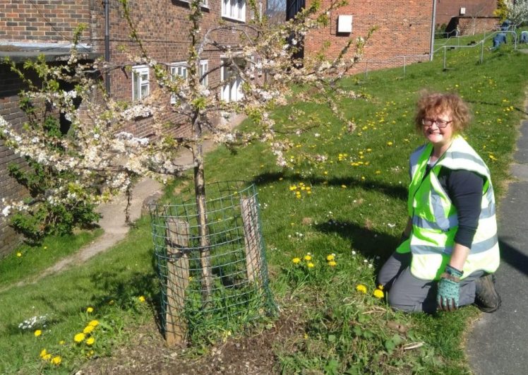 Growing Hollingdean Tree Guardians Sunday 4th May 2025