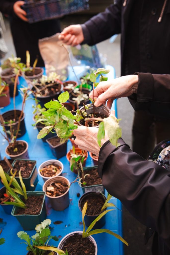 Growing Hollingdean Plant & Seed Fair, Saturday 26th April 2025, 2 to 5pm at Hollingdean Community Centre, Free Entry
