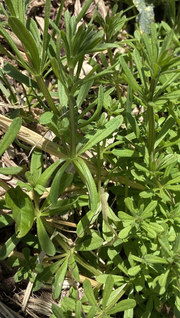 Sticky Weed to be removed and left to dry out in the sun