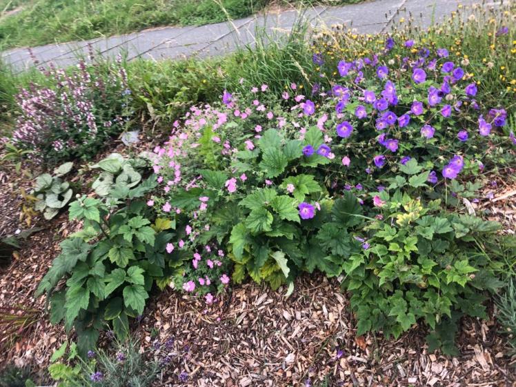 Horton Road Community Flowerbed, Growing Hollingdean Vounteers 2024