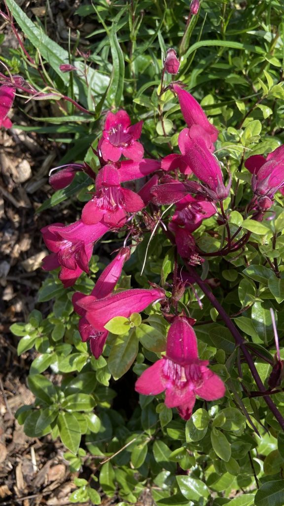 Horton Road Community Flowerbed, Growing Hollingdean Vounteers 2024