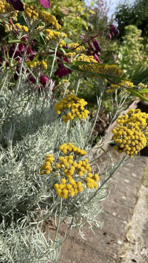 Horton Road Community Flowerbed, Growing Hollingdean Vounteers 2024