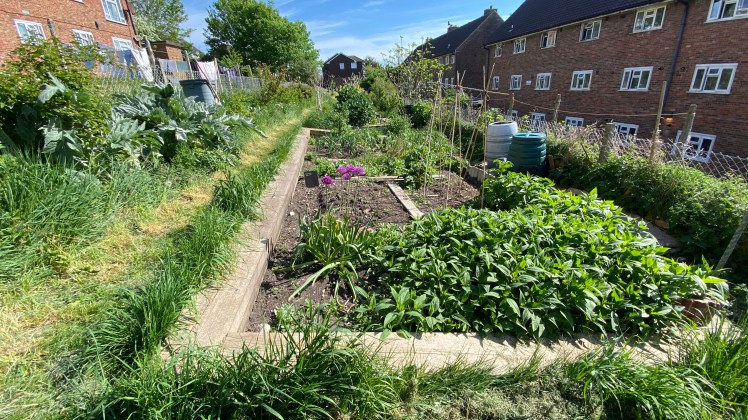 Brighton & Hove Community Gardens Open Day, Saturday 7th June 2025, 11am to 4pm, Brighton & Hove Community Gardens