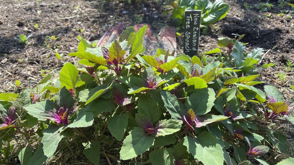 Brighton & HOve Community Gardens Open Day, Saturday 7th June 2025, 11am to 4pm, Brighton & Hove Community Gardens