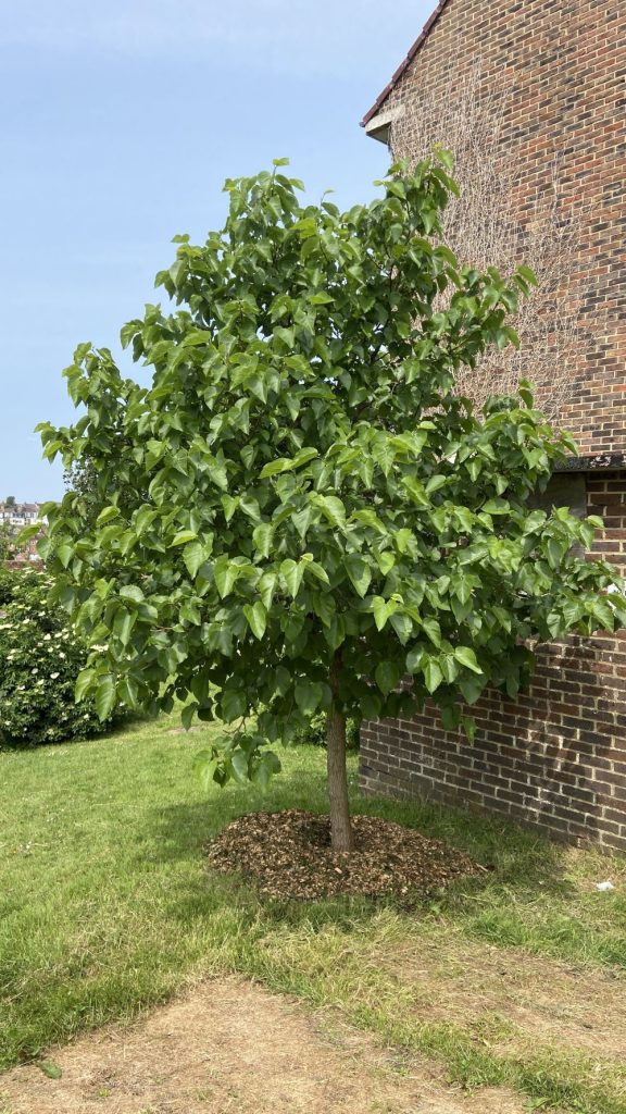 What our Tree Guardians did on 1st June 2025, Hollingdean, Brighton volunteers