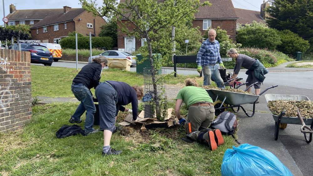 What our Tree Guardians did on 1st June 2025, Hollingdean, Brighton volunteers