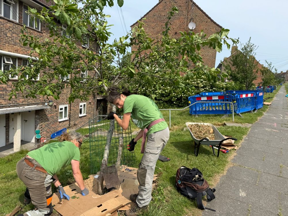 What our Tree Guardians did on 1st June 2025, Hollingdean, Brighton volunteers