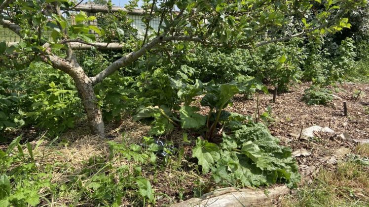 Get Growing in Hollingdean, Forest Garden Care Training Day, Sunday 13th July 2025