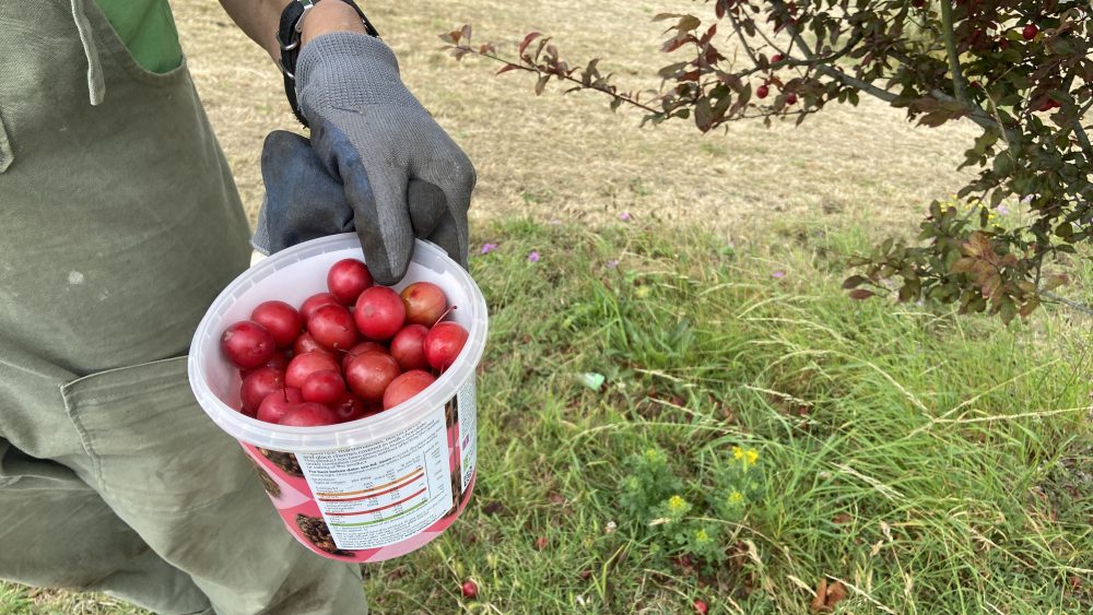 Growing Hollingdean Tree Guardians Sunday, 3rd August 2025