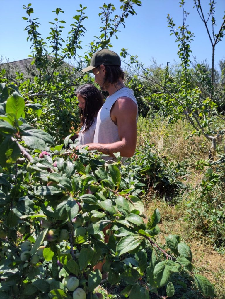 Forest Garden Training Day, July 2025 at Hollingdean Community and Forest Garden