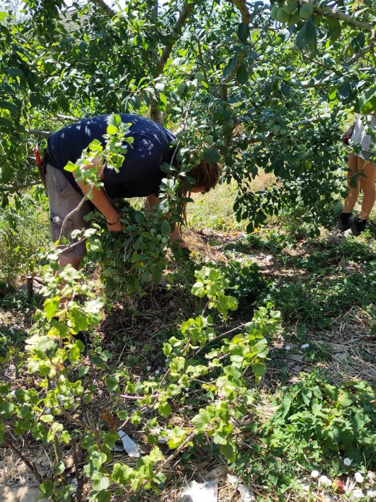 Forest Garden Training Day, July 2025 at Hollingdean Community and Forest Garden