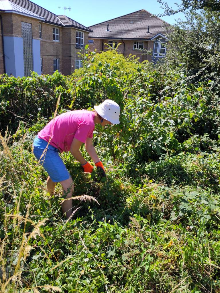 Forest Garden Training Day, July 2025 at Hollingdean Community and Forest Garden