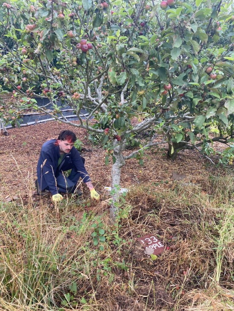 Mulching and weeding at Hollingdean Park’s Forest Garden JULY 2025