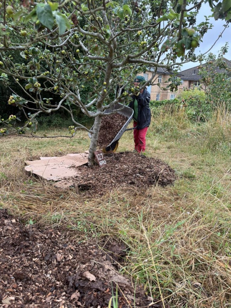 Mulching and weeding at Hollingdean Park’s Forest Garden JULY 2025