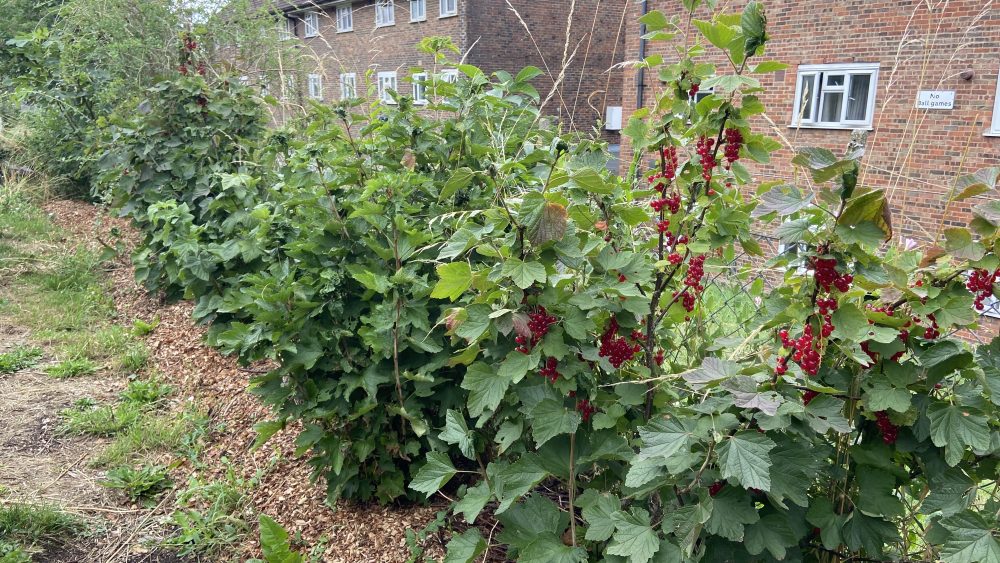 Two Trees Community Garden in Hollingdean, ready to pick redcurrants, July 2025