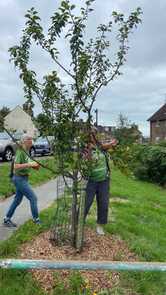 Tree Guardians seen out pruning in August 2025